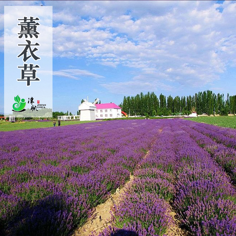 薰衣草春播花种子四季种易活室内阳台净化空气开花不断薰衣草种子