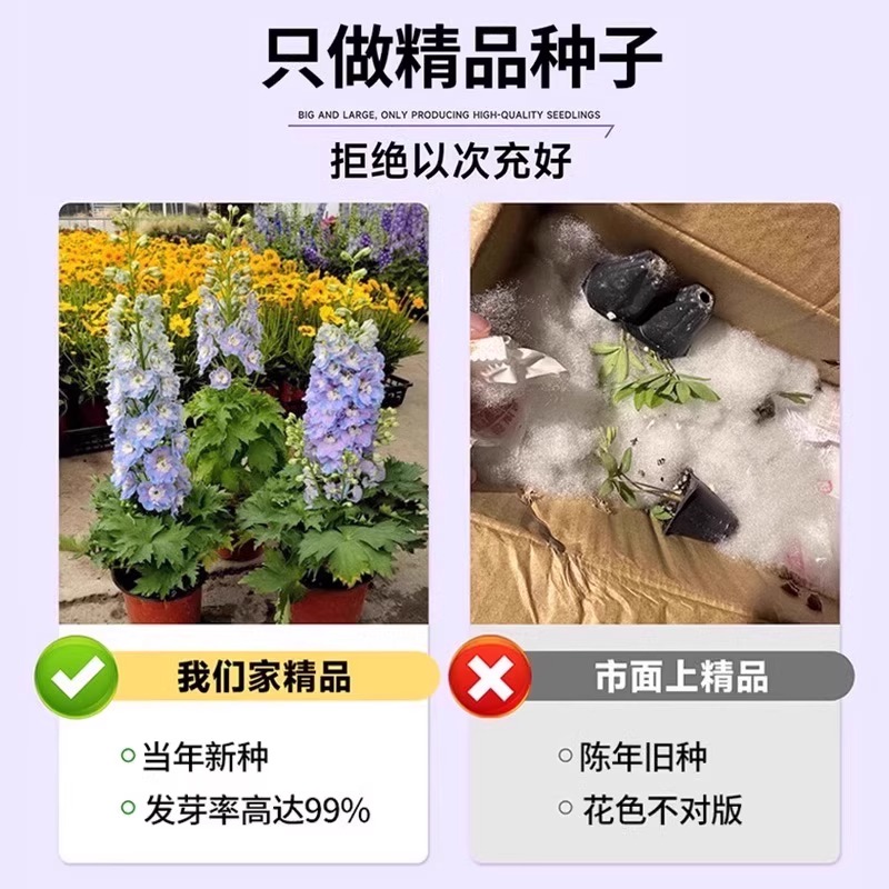 重瓣大花飞燕草花卉种子多年生花苗四季开花盆栽耐寒种子阳台庭院 - 图2