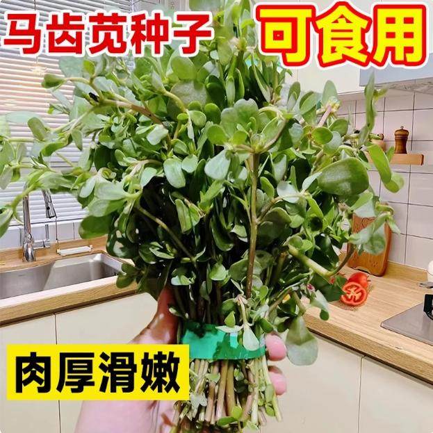 马齿苋菜种籽新鲜四季蔬菜种子马芷苋室内阳台庭院盆栽简单好种孑,淘宝优惠券,粉丝福利购,淘宝优惠卷