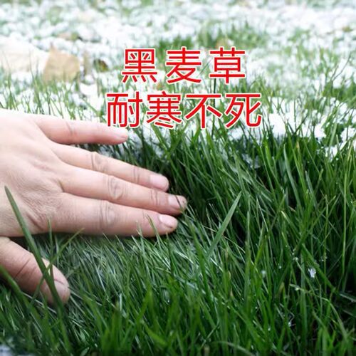 牧草种子黑麦草子种籽多年生南北方四季种植畜牧养殖牛羊猪鱼草籽 - 图0