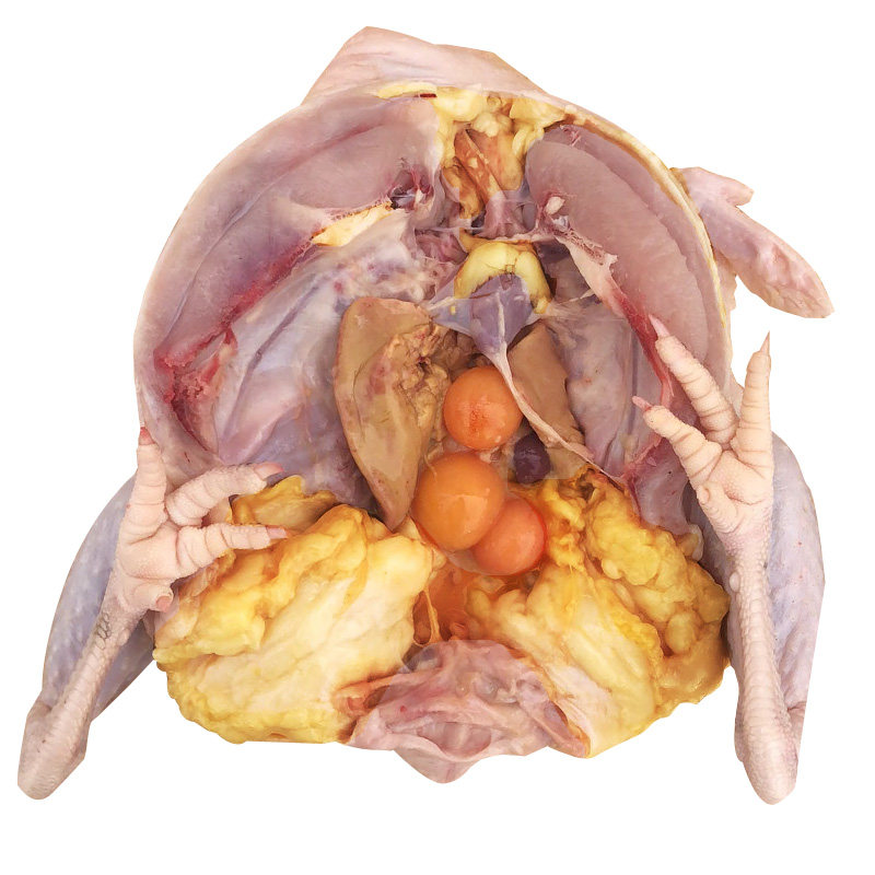 正宗黄油老母鸡农家散养土鸡新鲜现杀农村笨鸡走地鸡月子整鸡肉,淘宝优惠券,粉丝福利购,淘宝优惠卷