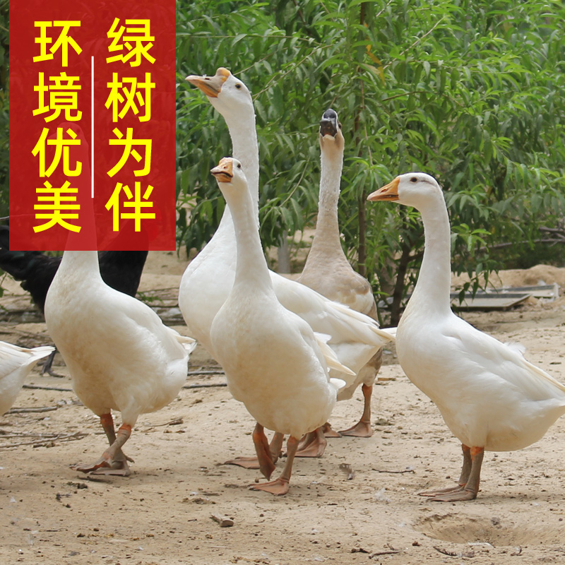 Big geese are freshly killed, farm-raised and frozen