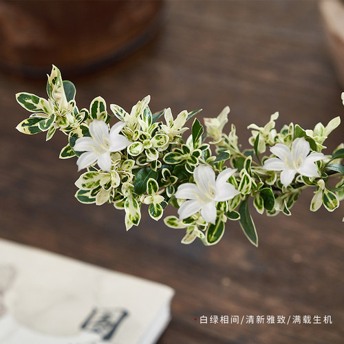 六月雪盆景悬崖红花茶桌禅意室内窗台小绿植物办公室茶几桌面盆栽 - 图2