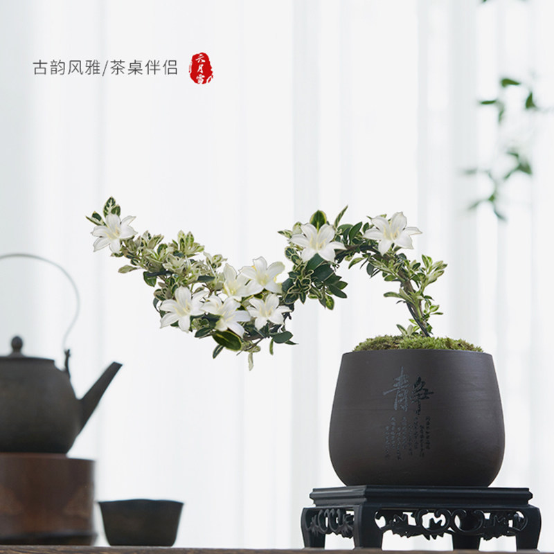 六月雪盆景悬崖红花茶桌禅意室内窗台小绿植物办公室茶几桌面盆栽,淘宝优惠券,粉丝福利购,淘宝优惠卷