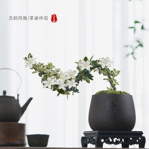 六月雪盆景悬崖红花茶桌禅意室内窗台小绿植物办公室茶几桌面盆栽 - 图1