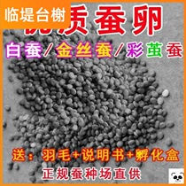 Silkworm eggs silkworm silkworms silkworms 1-2-year-old silkworm baby Colour silkworms Silkworm Breeding Silkworm Eggs Tools Mulberry Leaf