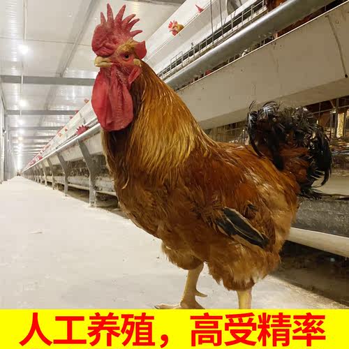 盲盒随机发种蛋受精蛋可孵化小鸡白来航贵妃鸡青脚麻九斤红五黑鸡 - 图2