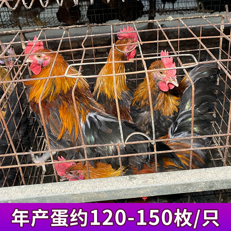 云南茶花鸡种蛋受精鸡蛋非珍珠纯长尾观赏鸡种蛋受精蛋可孵化小鸡,淘宝优惠券,粉丝福利购,淘宝优惠卷