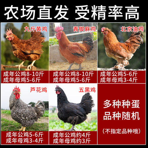 盲盒随机发种蛋受精蛋可孵化小鸡白来航贵妃鸡青脚麻九斤红五黑鸡 - 图0