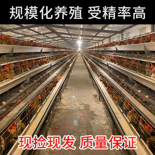 盲盒随机发种蛋受精蛋可孵化小鸡白来航贵妃鸡青脚麻九斤红五黑鸡 - 图3