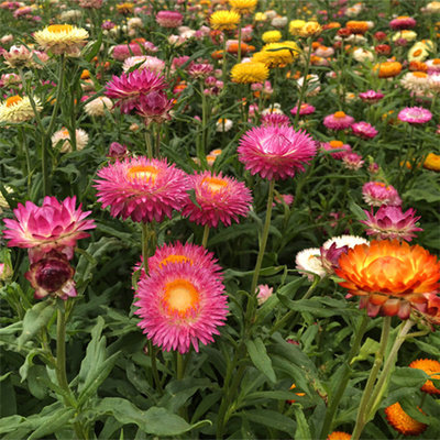 麦秆菊种子菊花种籽子春季种蜡菊阳台鲜花盆栽花卉易种植物四季 - 图1