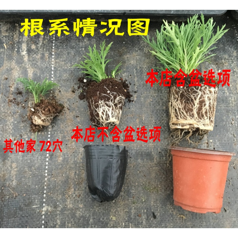 玛格丽特花种子盆栽茼蒿菊法兰西菊木春菊多年生草本巧云花-图2