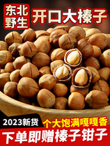 Great hazelnut Northeastern special production 2023 Fresh iron Ridge wild opening thin skin Fried Cooked Original Taste Dried Fruits Nuts