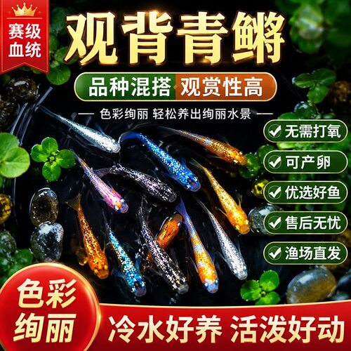观背青鳉精品天使之翼鱼卵260颗混发16品种混色冷水鱼小型观赏鱼 - 图3