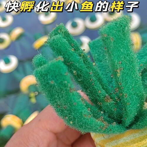 观背青鳉精品天使之翼鱼卵260颗混发16品种混色冷水鱼小型观赏鱼 - 图0