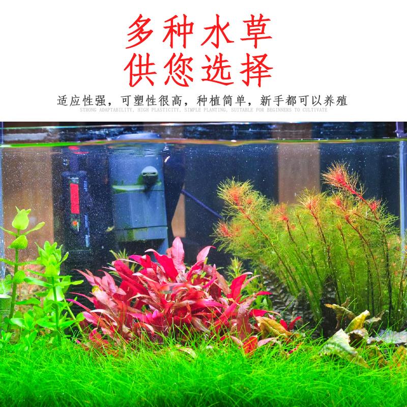 99种中后景水草鱼缸水族箱草缸新手造景植物活体淡水红宫廷红丁香-图0