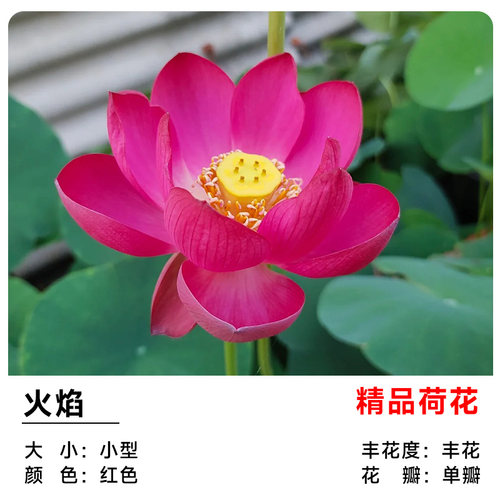 睡莲水培植物带花苞盆栽鱼池莲花水养观赏荷花藕种水养苗四季开花 - 图2