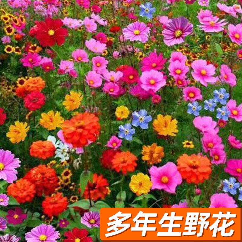 格桑花花种籽子太阳花种孑野波斯菊花草坪四季播种开花种子苗组合