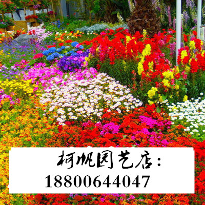 波斯菊花种子格桑花种籽子七彩四季易活花籽庭院野花组合种子