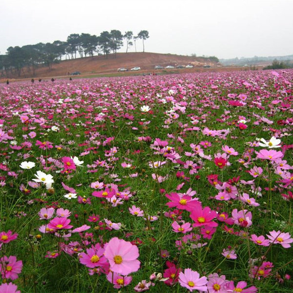 波斯菊花籽格桑花种籽子四季播种开花七彩野花组合种孑庭院花海