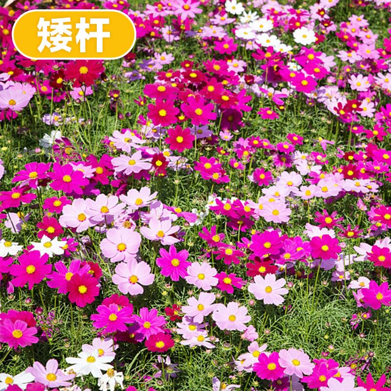 格桑花花种籽子太阳花种孑野波斯菊花草坪四季播种开花种子苗组合