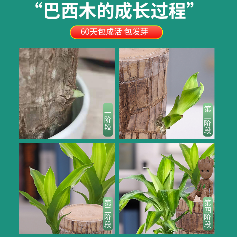 巴西木幸运木开花水培植物室内水养绿植盆栽格鲁特小树人四季好养 - 图1