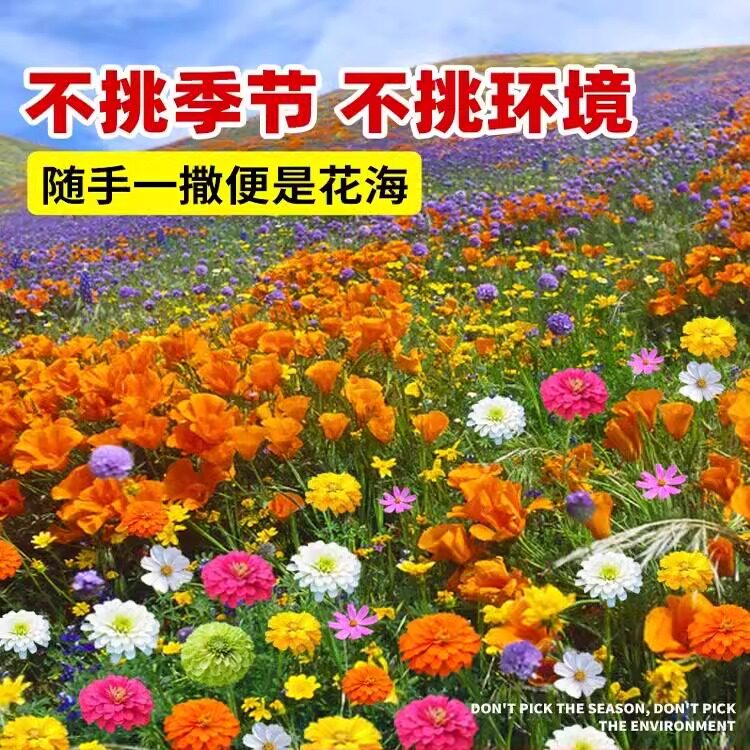格桑花花种籽子太阳花种孑野波斯菊花草坪四季播种开花种子苗组合