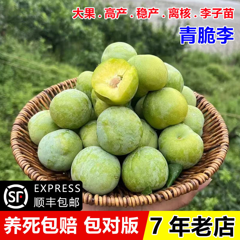 李树果苗嫁接汶川青脆李树苗脱骨清脆空心李子苗树苖南方北方种植,淘宝优惠券,粉丝福利购,淘宝优惠卷