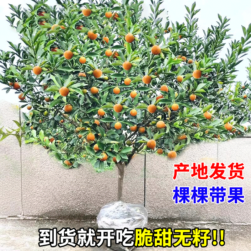 脆皮金桔带果发货盆栽树苗四季果树可食用橘子苗脆皮金橘室内常绿,淘宝优惠券,粉丝福利购,淘宝优惠卷