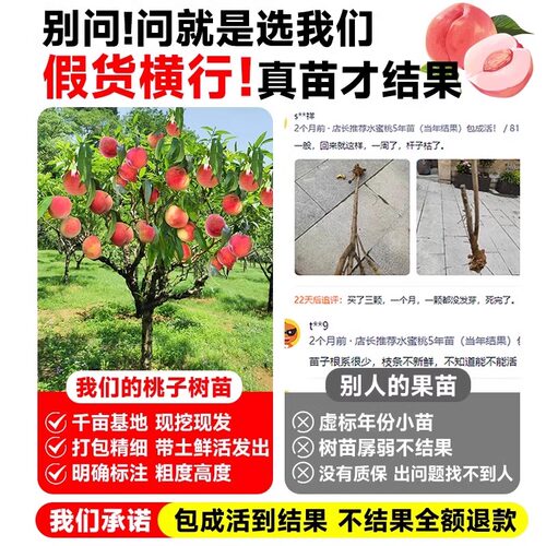 早熟水蜜桃树苗嫁接黄桃树当年结果南方北方种植树苗桃树果苗 - 图2
