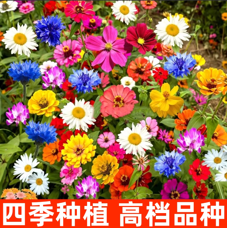 波斯菊花种子格桑花种籽子七彩四季易活花籽庭院野花组合种子