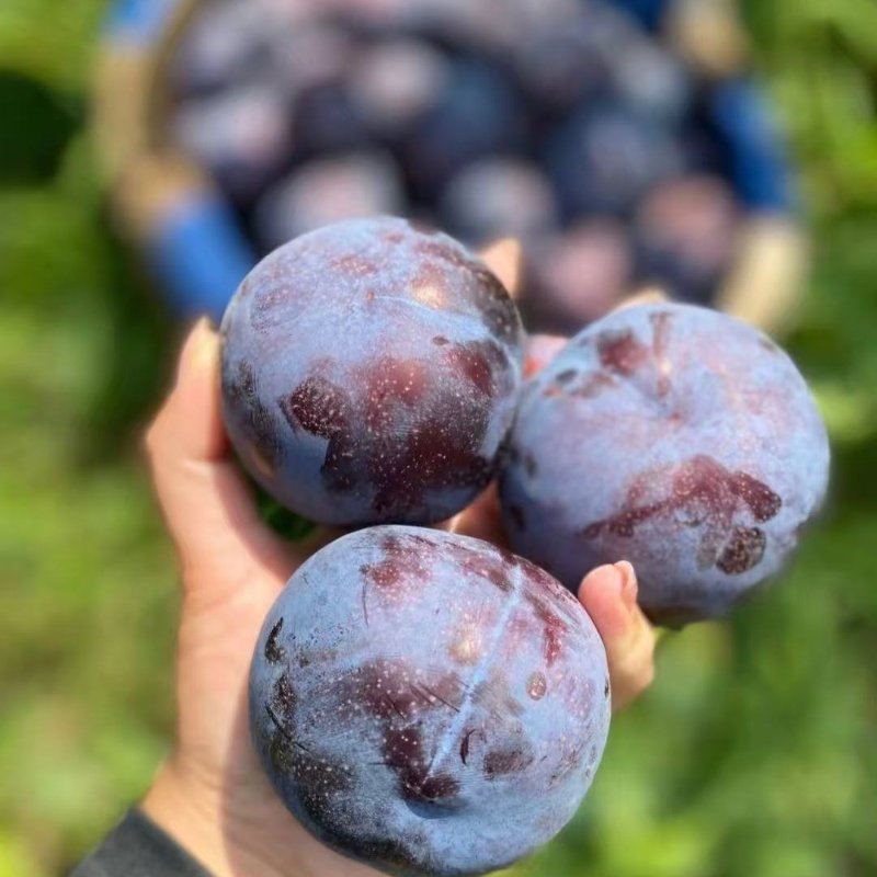 嫁接黑布林李子树苗红肉黑布朗大李子苗盆栽地栽李树南方北方种植,淘宝优惠券,粉丝福利购,淘宝优惠卷