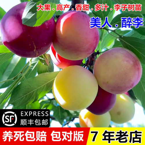 新品种李树果苗嫁接早熟美人醉李子树苗桃形李苗树苖南方北方种植 - 图0