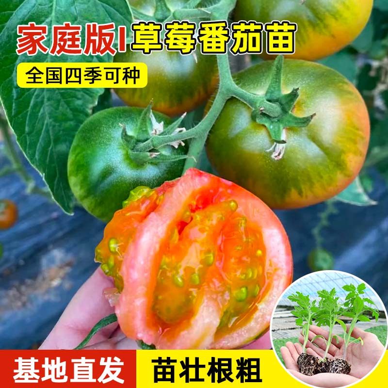 草莓番茄苗秧苗铁皮绿腚青肩水果口感西红柿子苗阳台种菜春季菜苗,淘宝优惠券,粉丝福利购,淘宝优惠卷