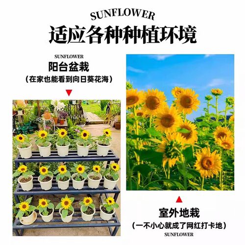 向日葵盆栽带花成品大苗阳台花卉绿植四季开太阳花种子室内鲜花束 - 图0