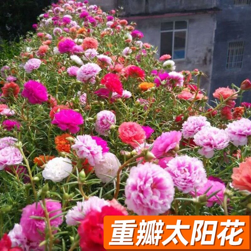 格桑花花种籽子太阳花种孑野波斯菊花草坪四季播种开花种子苗组合