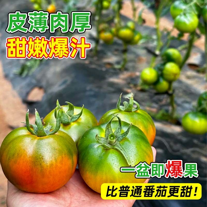 草莓番茄苗秧苗铁皮绿腚青肩水果口感西红柿子苗阳台种菜春季菜苗,淘宝优惠券,粉丝福利购,淘宝优惠卷