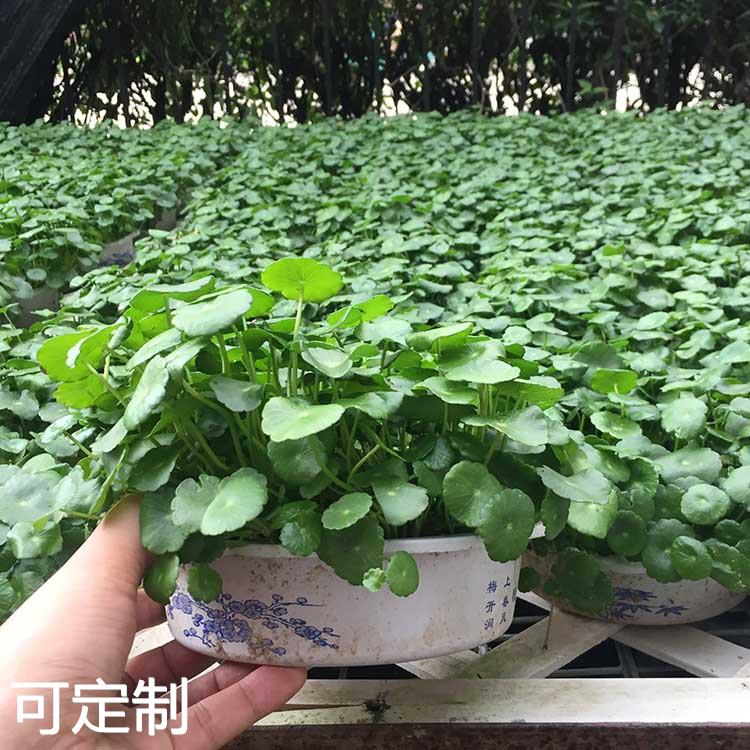 铜钱草水培绿植办公室水养植物金钱富贵草盆栽 - 图1