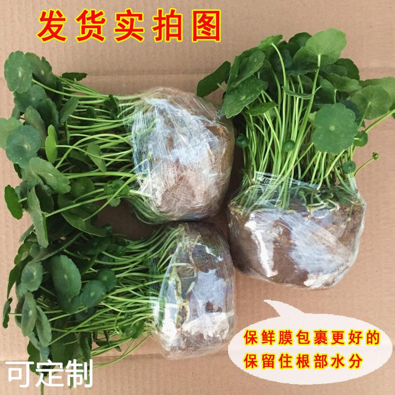 铜钱草 水培绿植室内办公水养植物金钱草盆栽花卉土培 带叶发货 - 图0