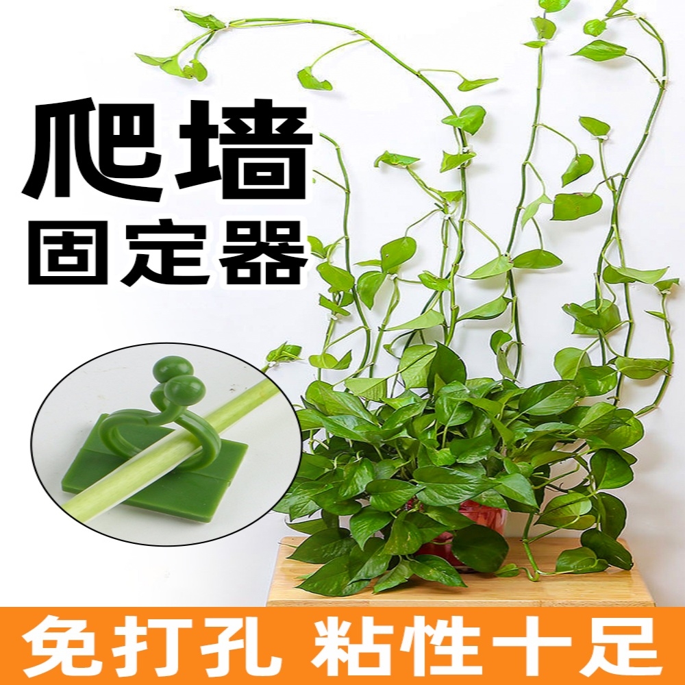 绿箩爬上神器绿萝固定器夹子爬山虎月季蔷薇花绿植物爬墙固定器扣-图3