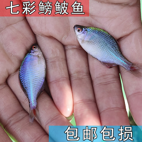 好养淡水观赏鳑鲏鱼七彩石旁皮除藻冷水鱼活体小型热带原生群游鱼 - 图2