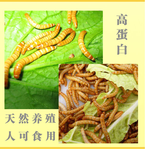 面包虫活的虫子喂鸡喂鸟吃的活物活体龙鱼蝎子画眉八哥乌龟食鲜活 - 图0