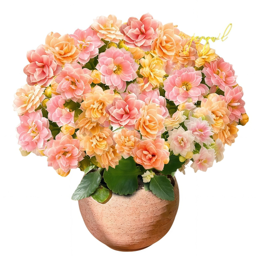长寿花盆栽四季好养开花重瓣变色龙大花带花苞花苗室内花卉绿植物 - 图3