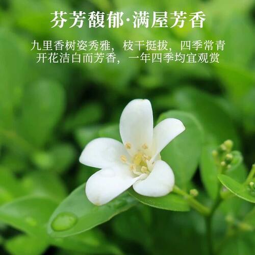 九里香盆栽茉莉花绿植室内驱蚊四季带花苞七里香水培盆景开花植物 - 图2