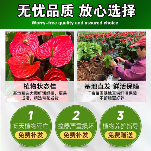 红掌盆栽室内花水培红掌白掌绿植四季好养开花办公室桌面花卉植物 - 图2
