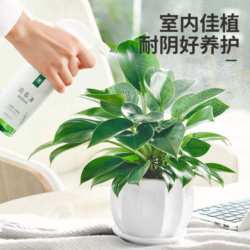 金钻盆栽绿植铂金钻绿萝箩水培植物多肉办公室内桌面懒人好养花卉 - 图1