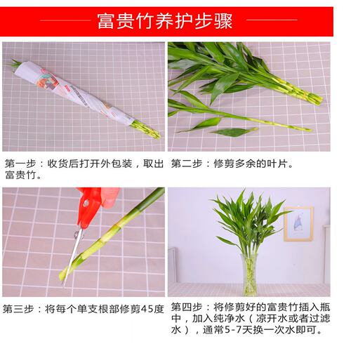 富贵竹水培植物客厅招财花卉绿植盆栽室内四季好养粗杆带根水竹子 - 图1
