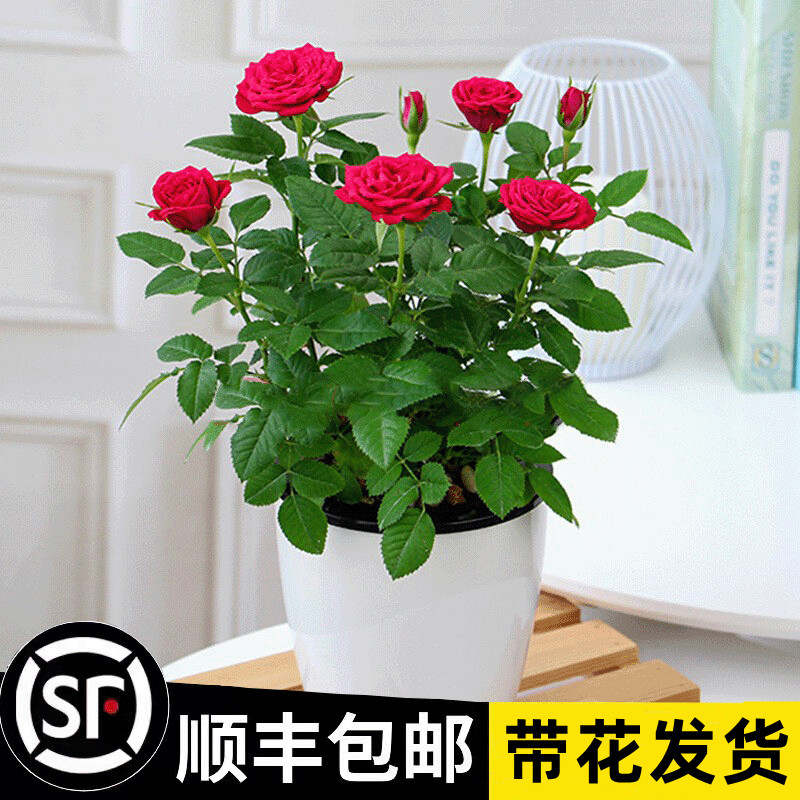 玫瑰花盆栽带花苞室内好养花卉观花植物阳台月季花苗盆栽四季开花 - 图0