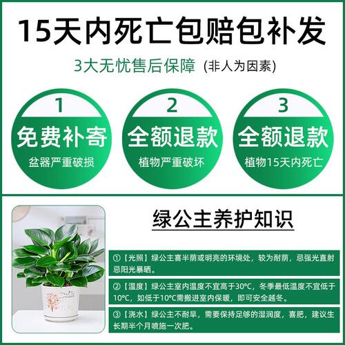 金钻盆栽绿植铂金钻绿萝箩水培植物多肉办公室内桌面懒人好养花卉 - 图3