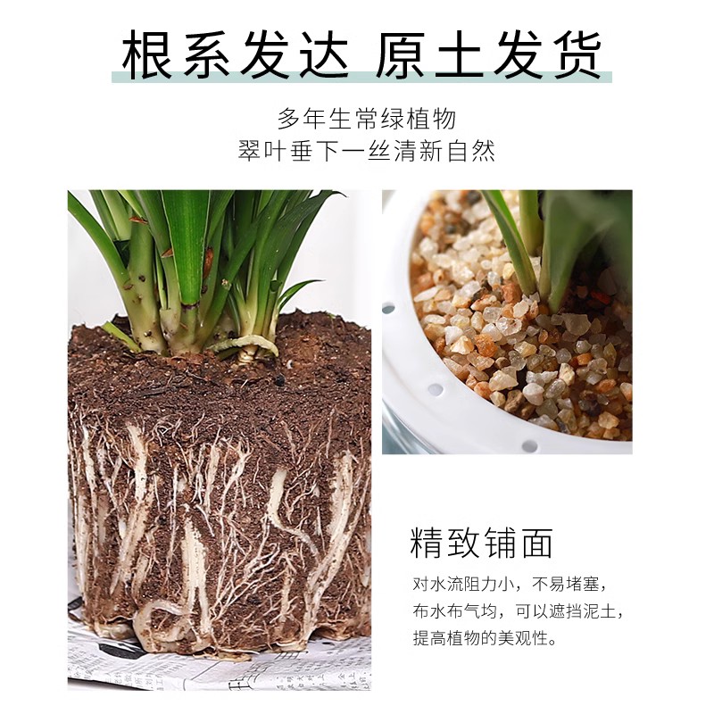 吊兰盆栽金边吊兰绿萝箩花卉植物室内花水培垂吊绿植发财树吸甲醛 - 图1